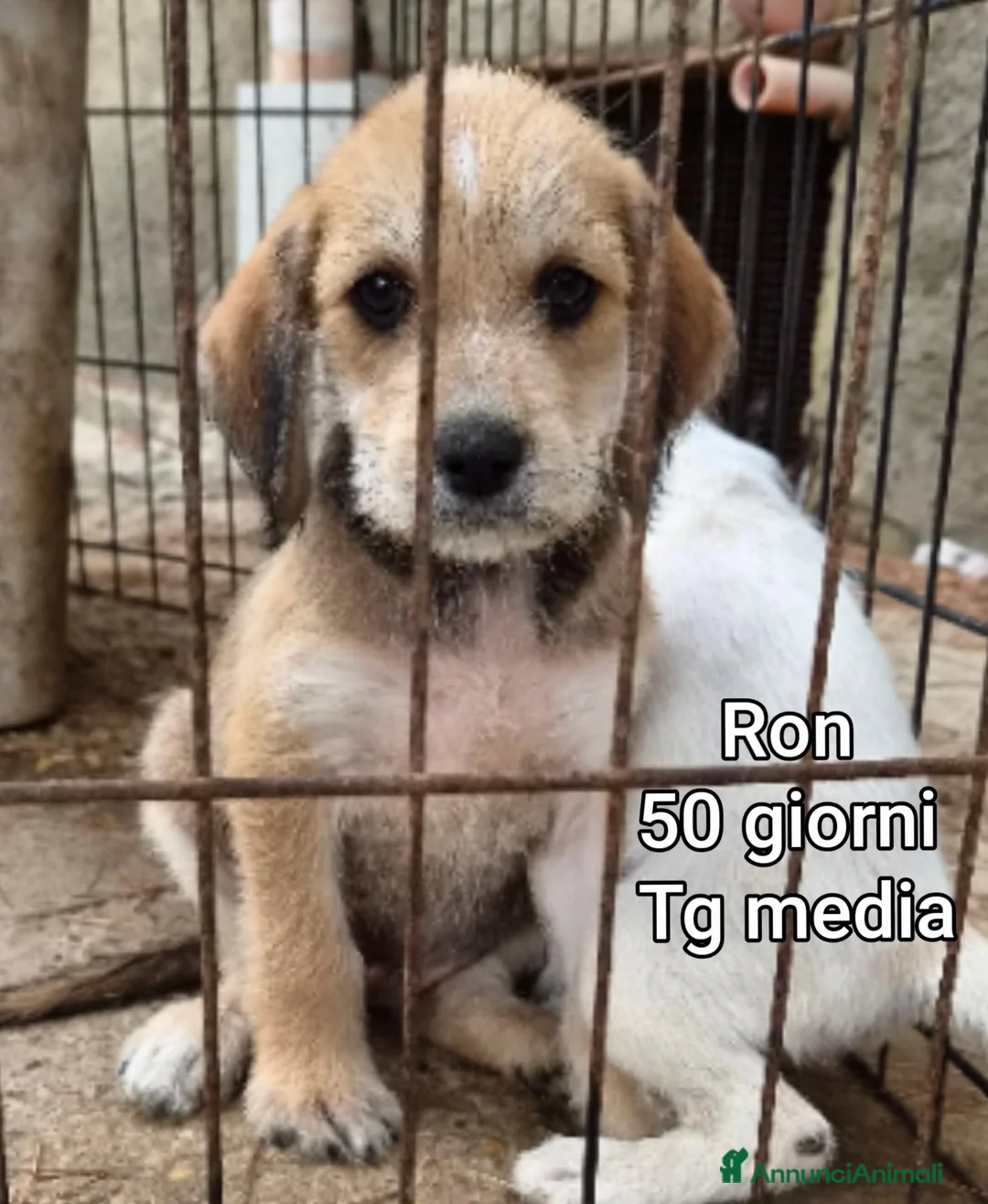 Meticcio cani in regalo: SERVONO ADOZIONI PER SALVARLI  a Provincia di Modena - Annuncio 10