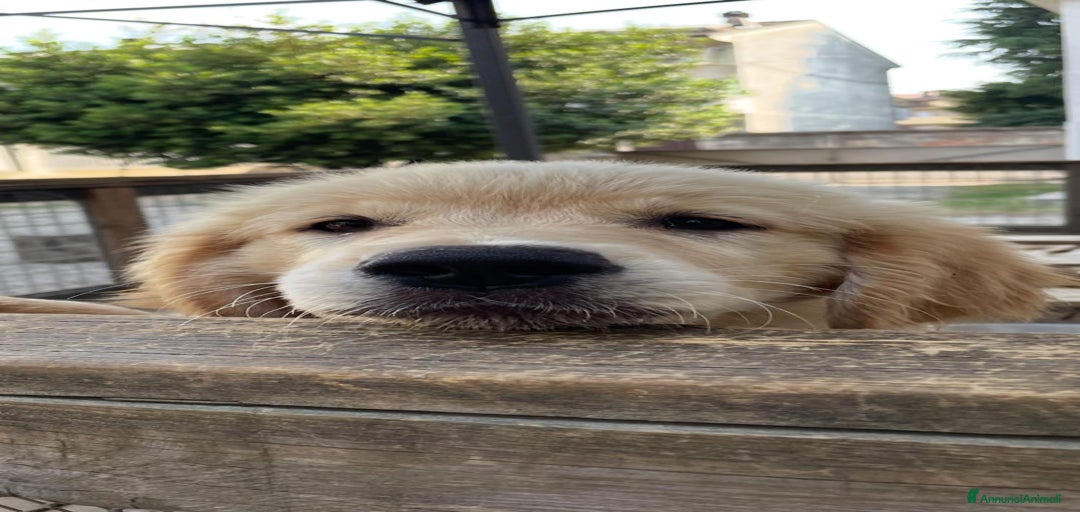 Immagine della galleria {{count}}