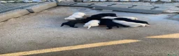 Labrador cani in vendita: 2 cucciole nere di labrador - Annuncio 2