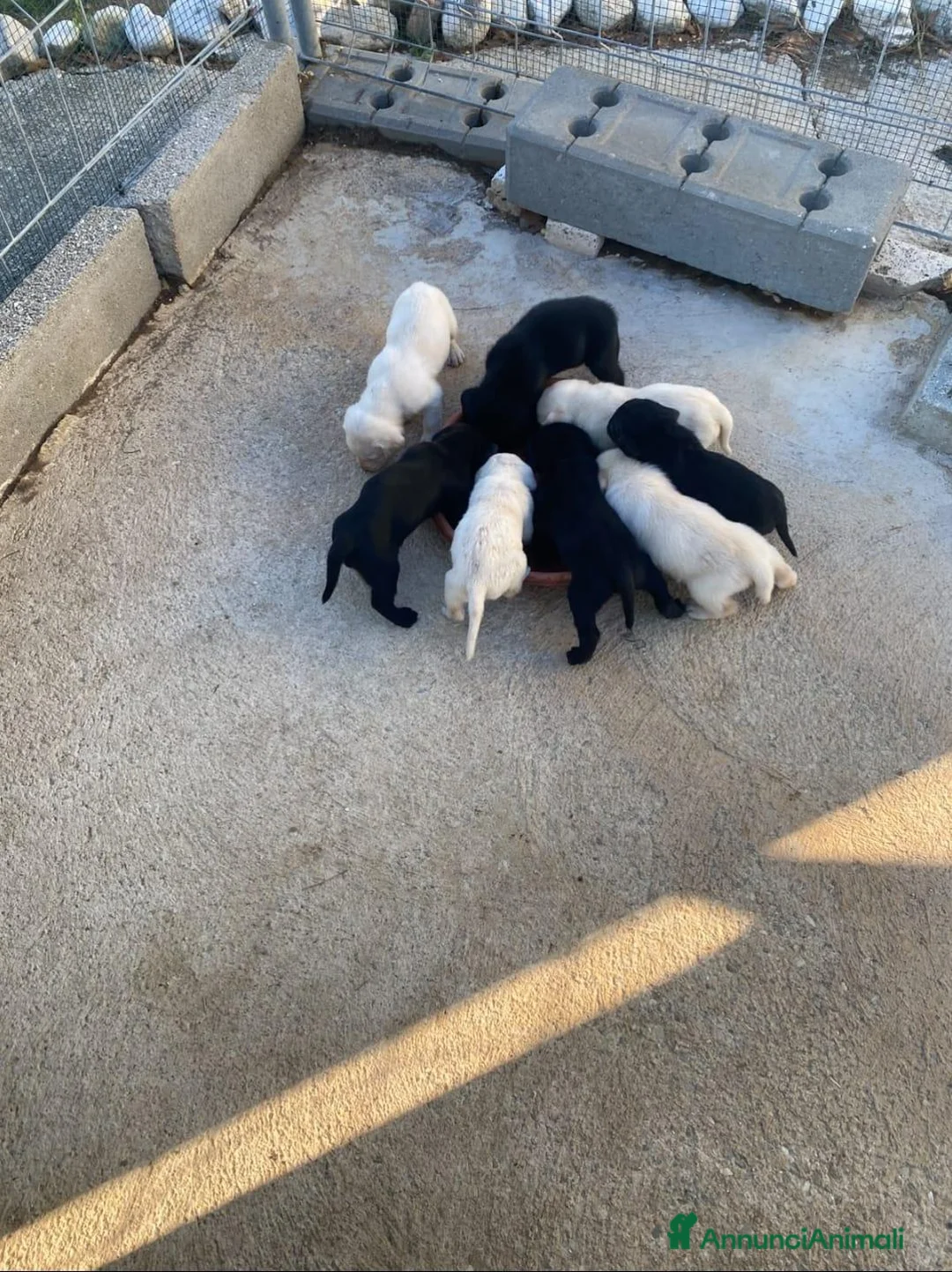 Labrador cani in vendita: 2 cucciole nere di labrador - Annuncio 2
