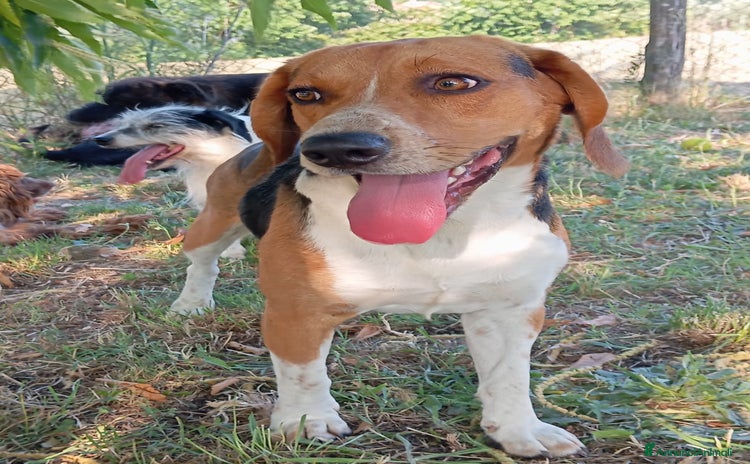 Beagle cani a Provincia di Viterbo - Annuncio 3