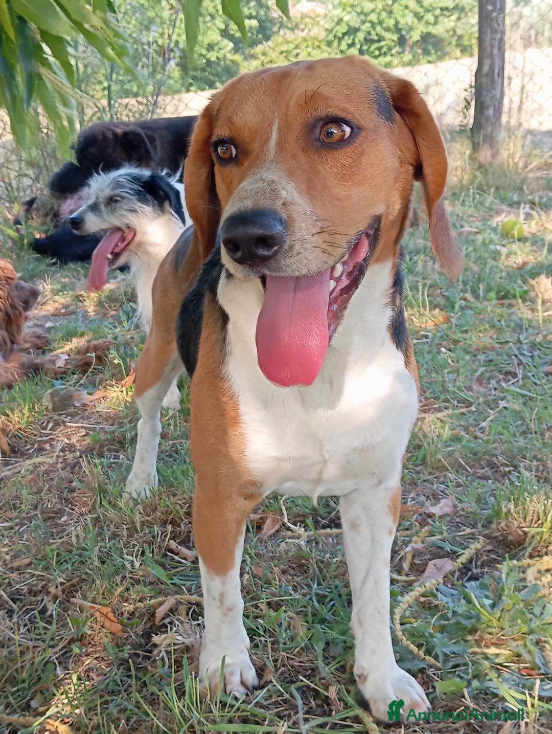Beagle cani in regalo: Lupin 14 mesi  a Provincia di Viterbo - Immagine 1