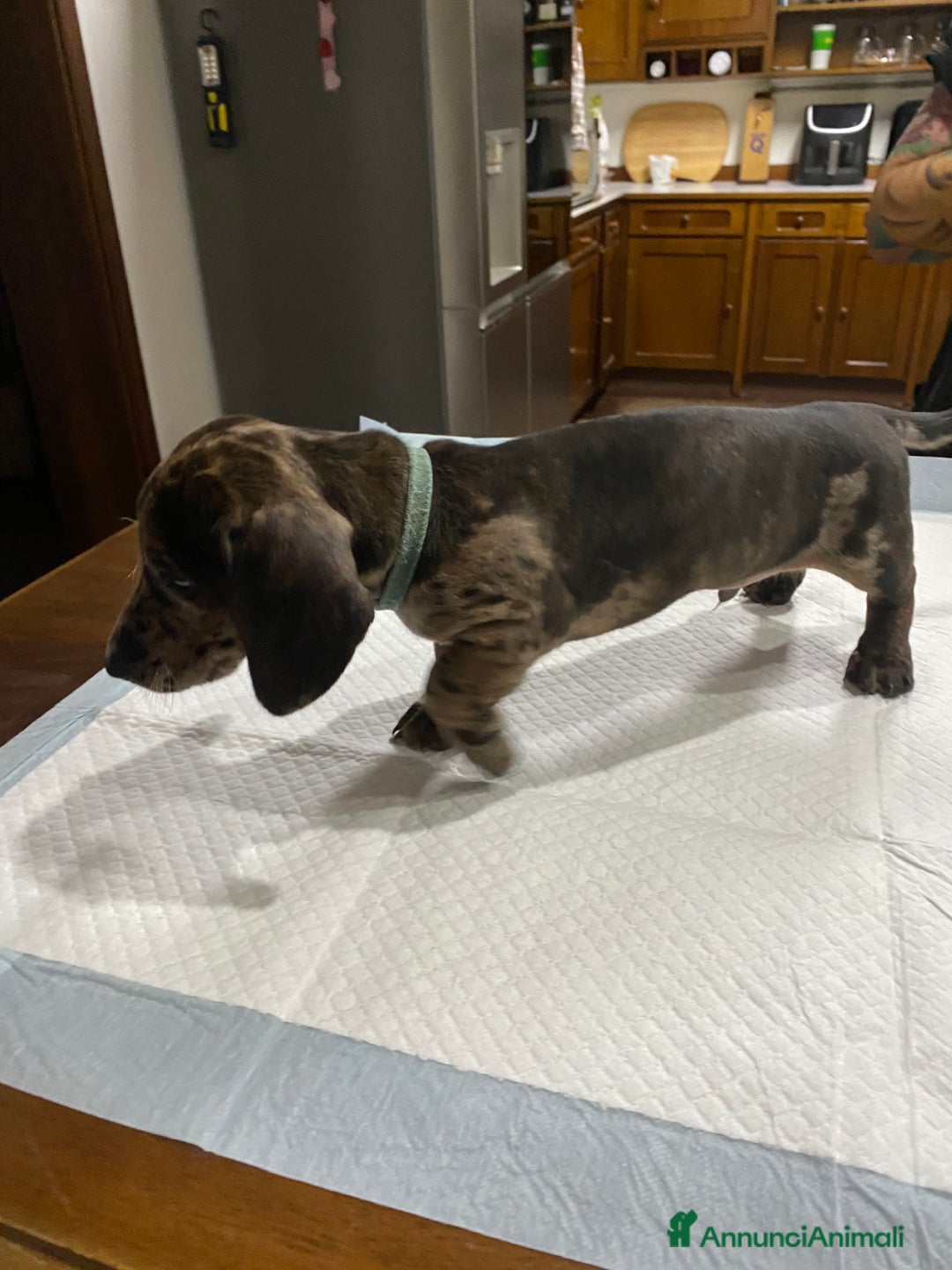 Bassotto cani in vendita: Cuccioli di Bassotto Arlecchino/Macchiati  a Provincia di Vicenza - Immagine 5