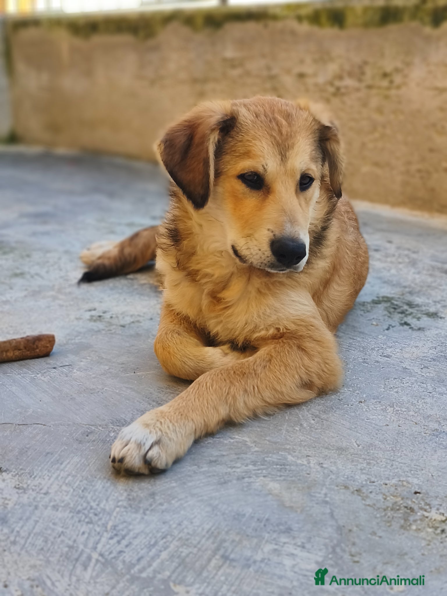 Meticcio cani Dolcissima Magma - Annuncio 2