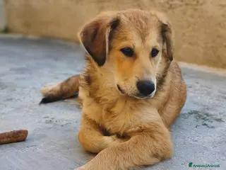 Meticcio cani Dolcissima Magma - Annuncio 2