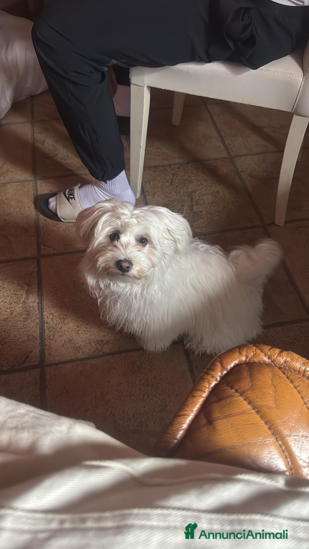 Maltese cani in vendita: Maltesi toy - Annuncio 3