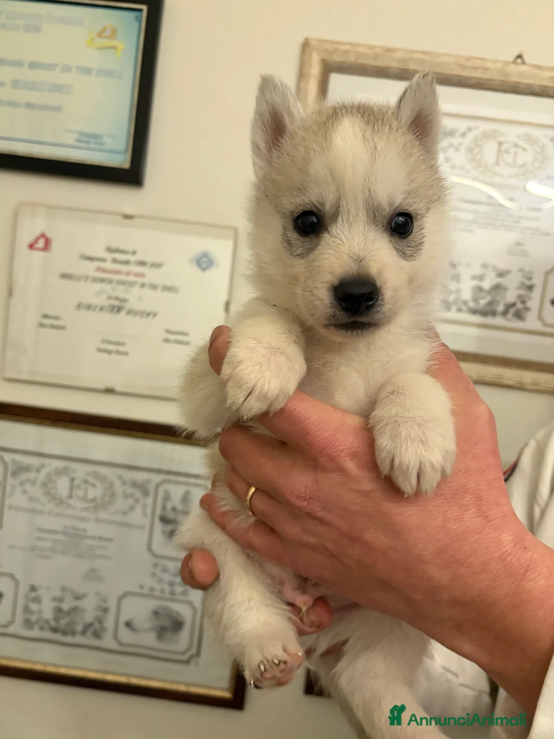 Husky cani in vendita: Siberian Husky, cuccioli alta genealogia  - Annuncio 4