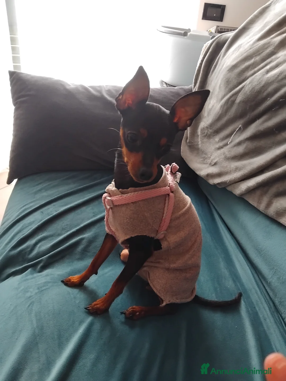 Affenpinscher cani in vendita: Pincher toy  - Annuncio 2