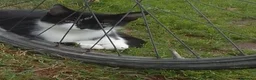 Meticcio gatti in regalo: Gattini - Annuncio 1