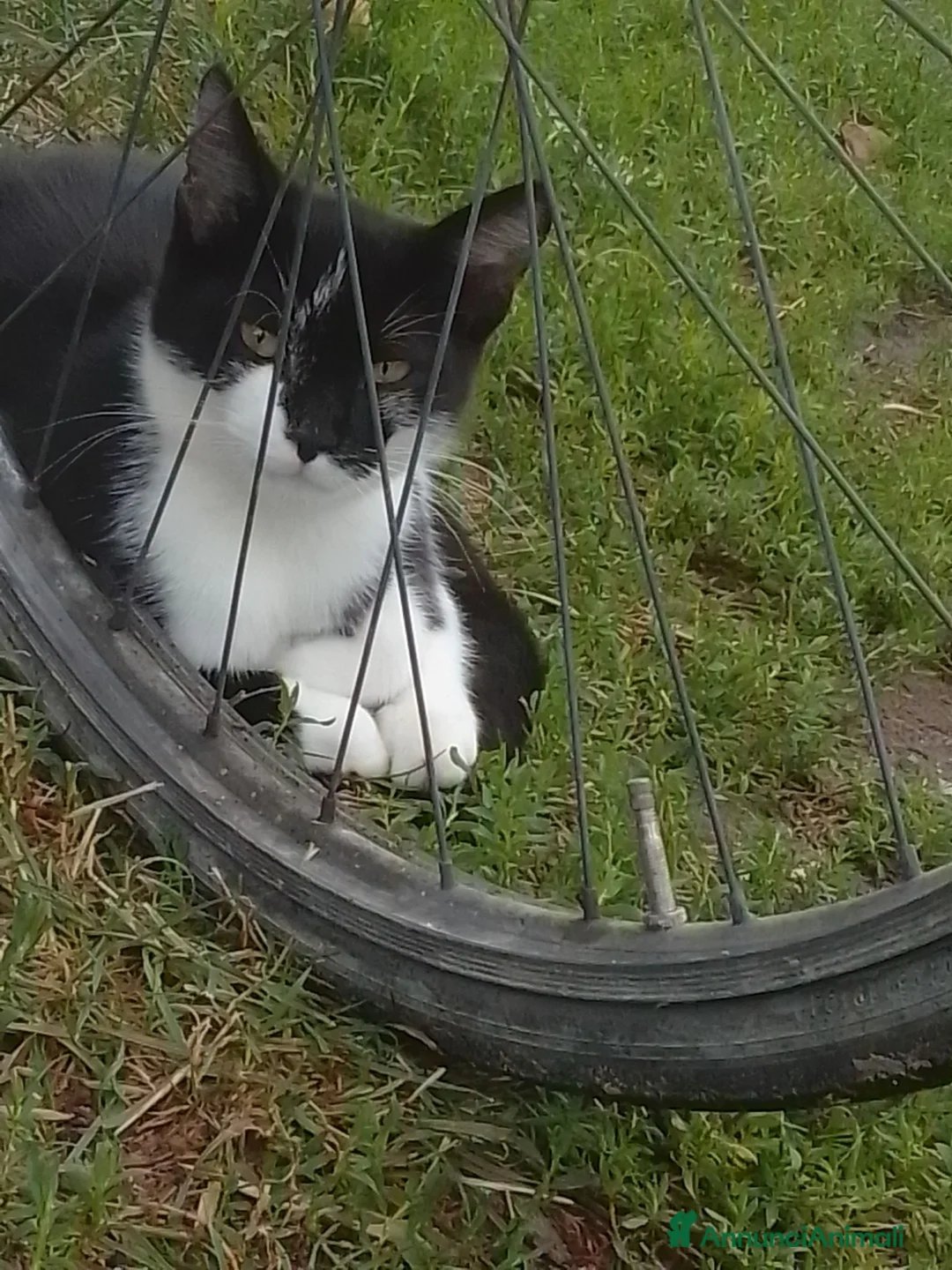 Meticcio gatti in regalo: Gattini - Annuncio 1