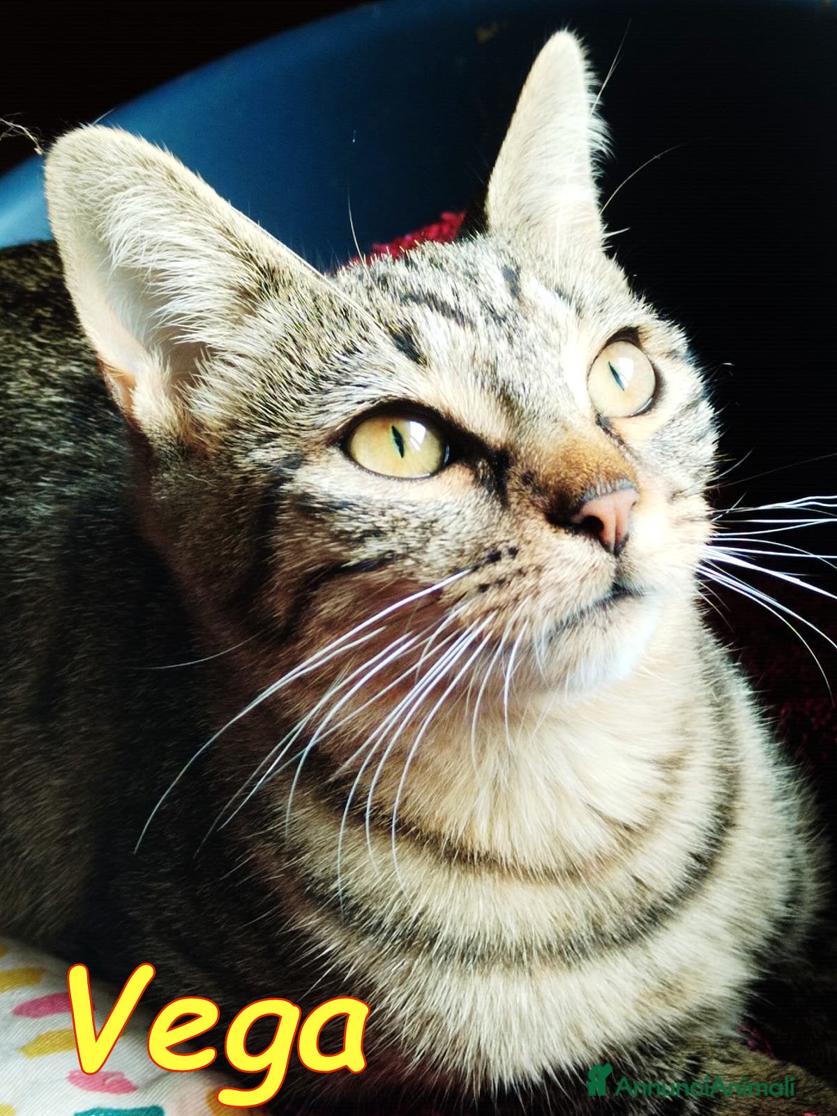 Europeo gatti VEGA dolcissima gattina - Annuncio 17