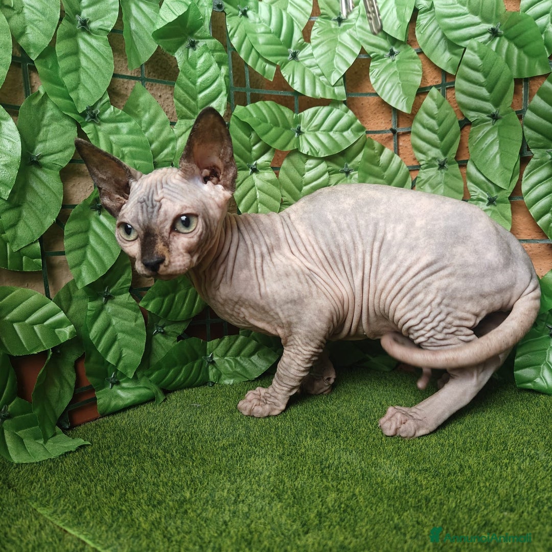 Sphynx gatti in vendita: Cucciola di canadian sphynx - Annuncio 5