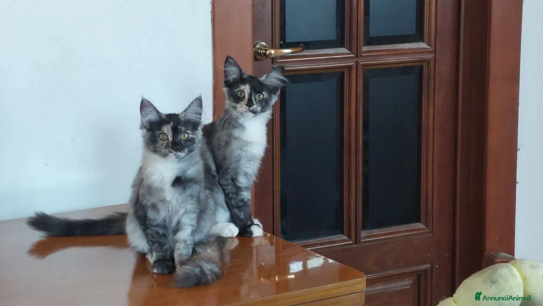 Maine Coon gatti in vendita: Maine Coon due dolci cucciolotte - Annuncio 1