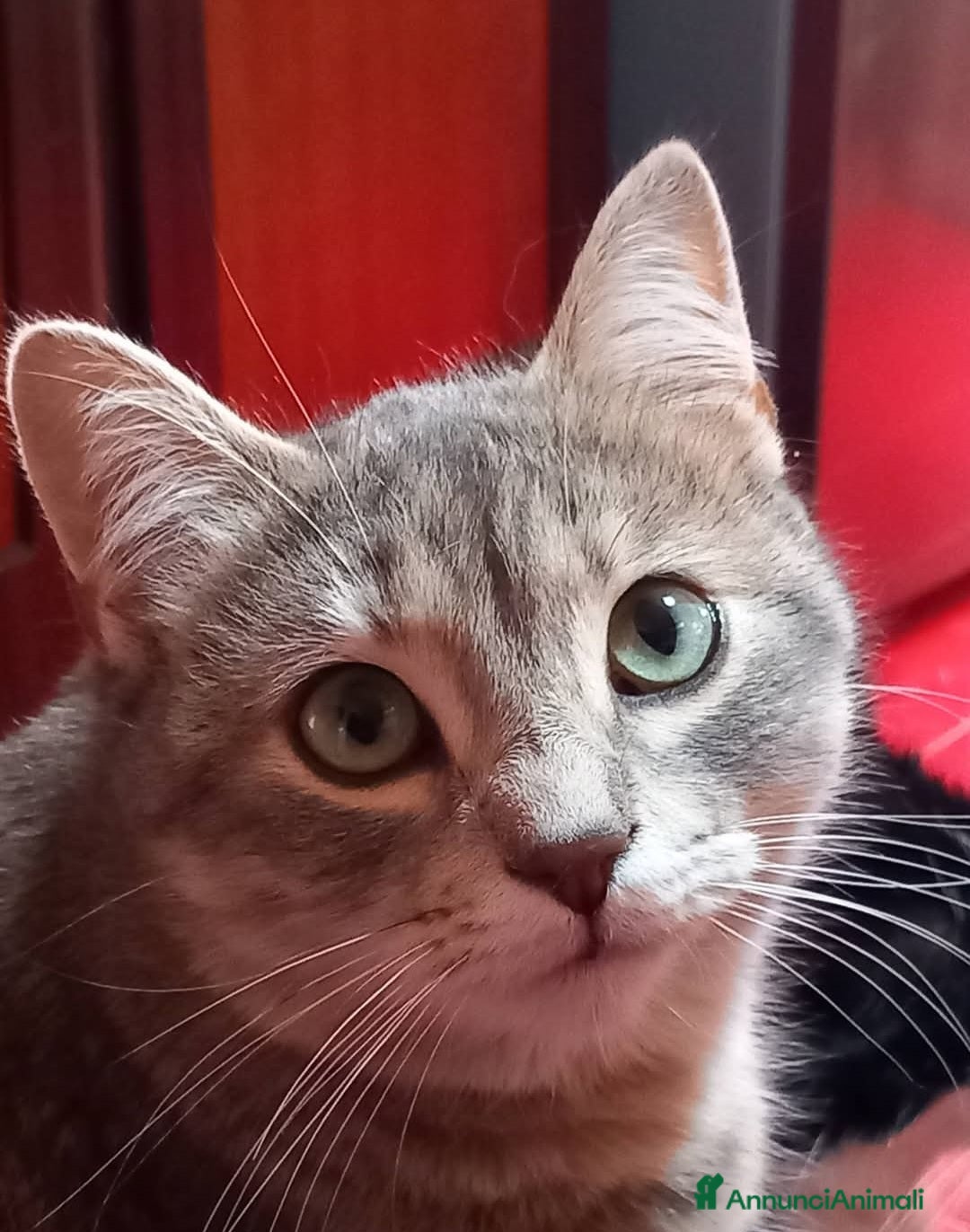 Altre razze gatti Regalo bellissimi gatti  - Annuncio 2