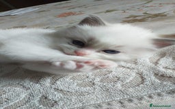 Ragdoll gatti in vendita: Cuccioli Ragdoll a Provincia di Bergamo - Immagine 11