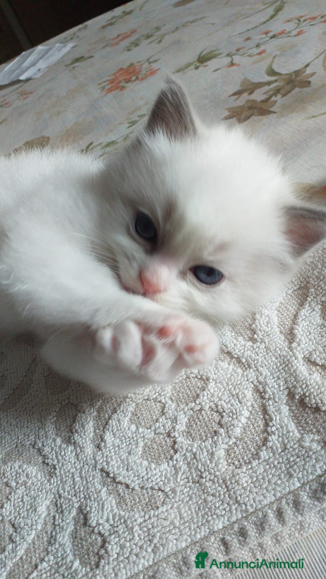Ragdoll gatti in vendita: Cuccioli Ragdoll a Provincia di Bergamo - Immagine 11