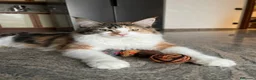 Maine Coon gatti in vendita: Cucciole di MaineCoon - Annuncio 1