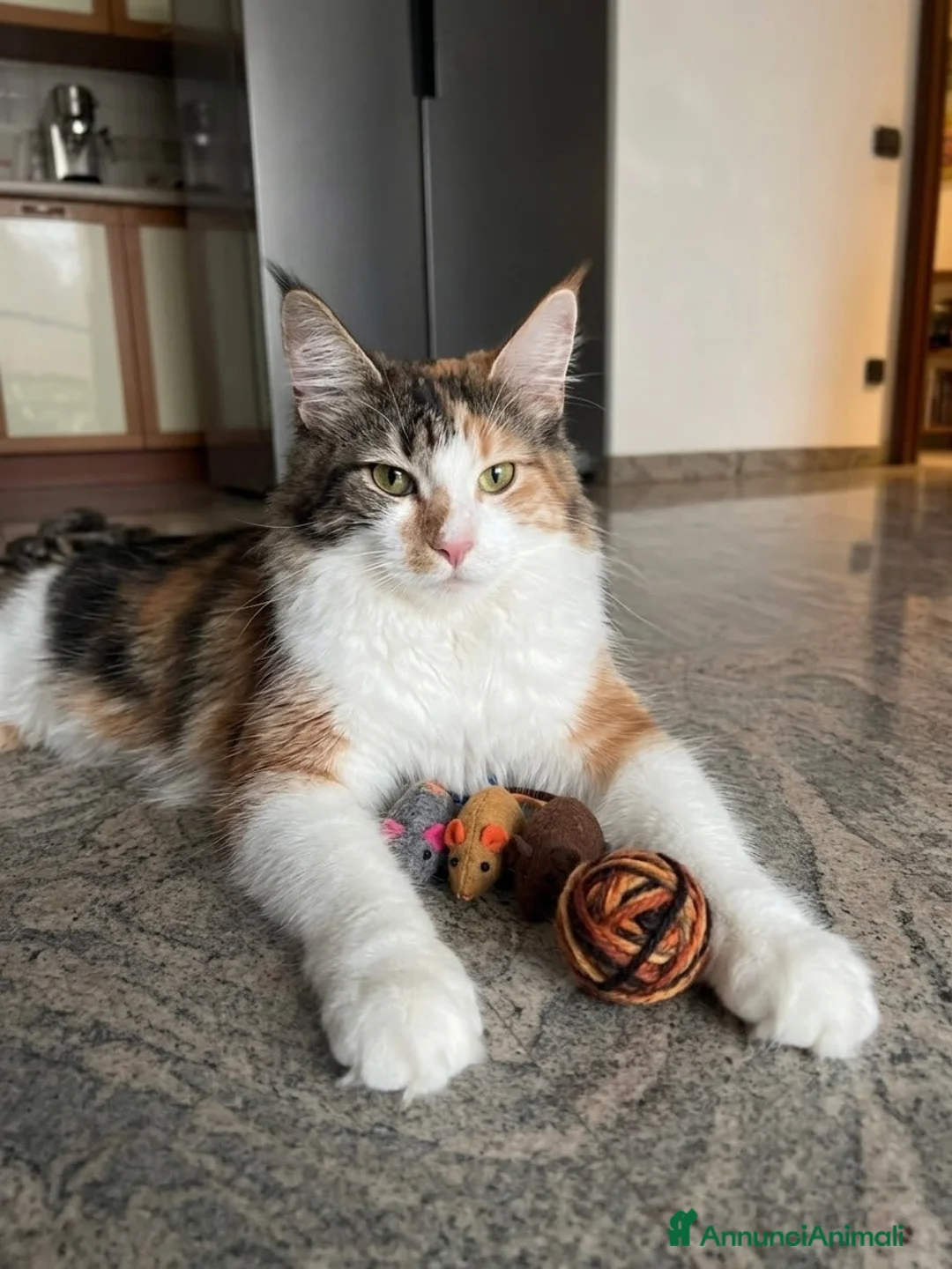 Maine Coon gatti in vendita: Cucciole di MaineCoon - Annuncio 1