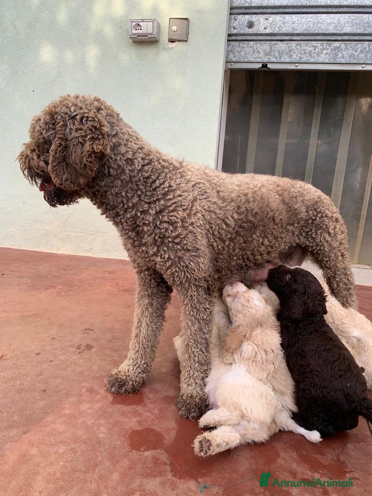 Lagotto cani Lagotto Romagnolo  - Annuncio 24