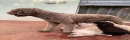 Lagotto cani in vendita: Lagotto Romagnolo  a Provincia di Vicenza - Annuncio 1