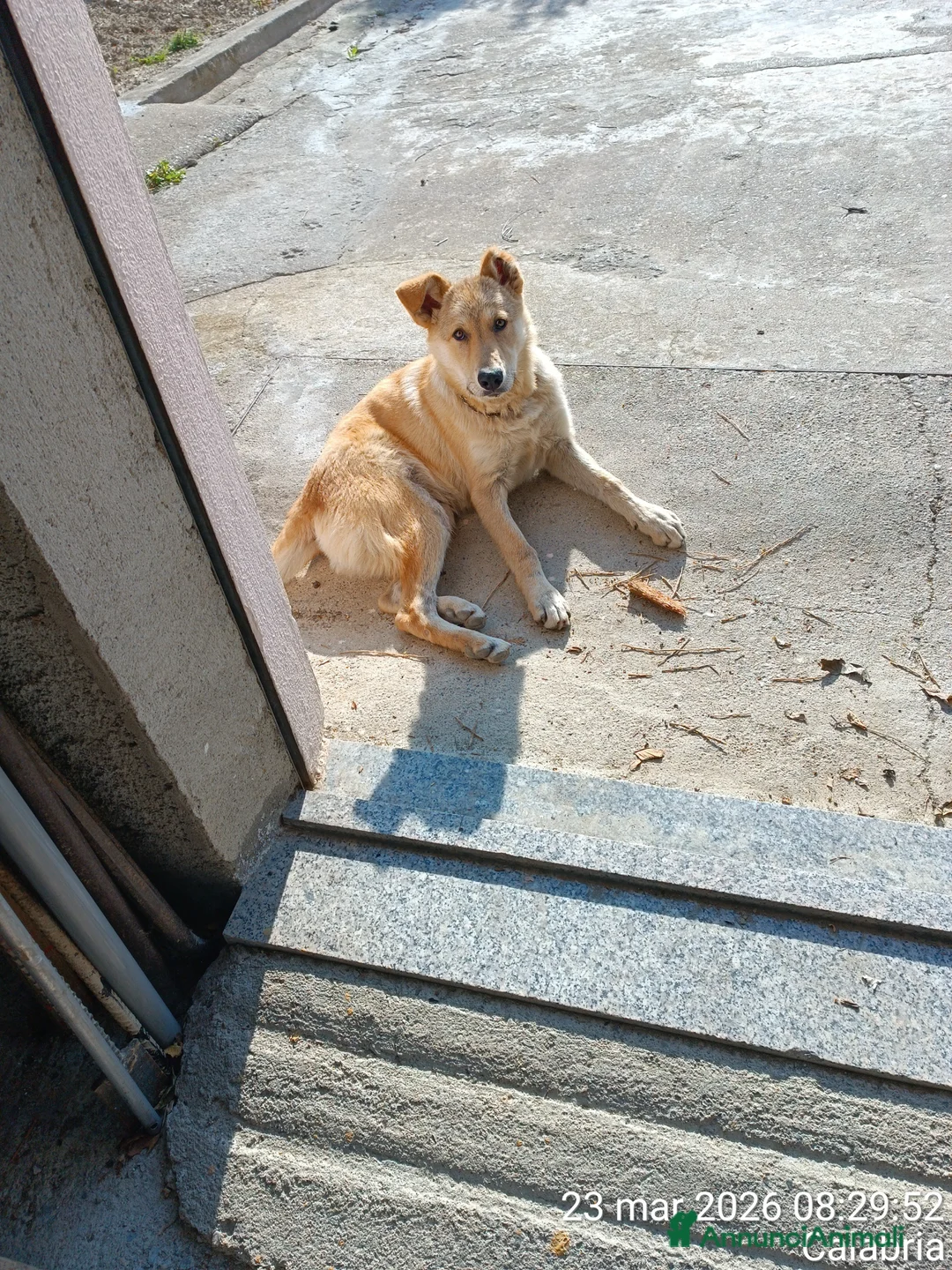 Meticcio cani in regalo: cucciolo di 7 mesi a Provincia di Crotone - Annuncio 5
