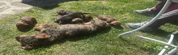 Bassotto cani in vendita: Cucciolo di Bassotto Standard pelo Duro - Annuncio 4