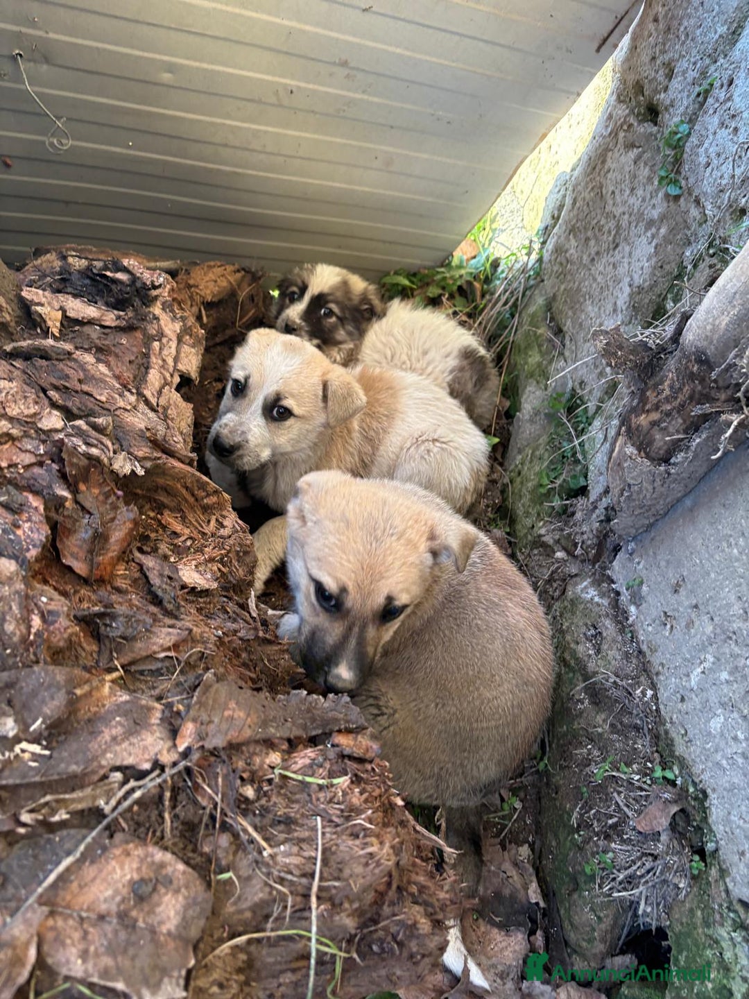 Meticcio cani in regalo: Roseto: 2 mesi taglia media - Annuncio 10