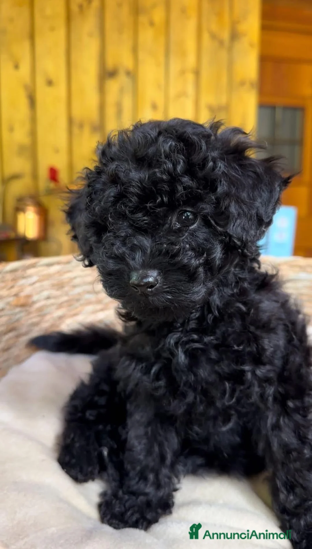 Barboncino cani in vendita: Stupendi cuccioli - Annuncio 2