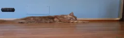 Maine Coon gatti in vendita: torna disponibile maine coon cucciolo  - Annuncio 10