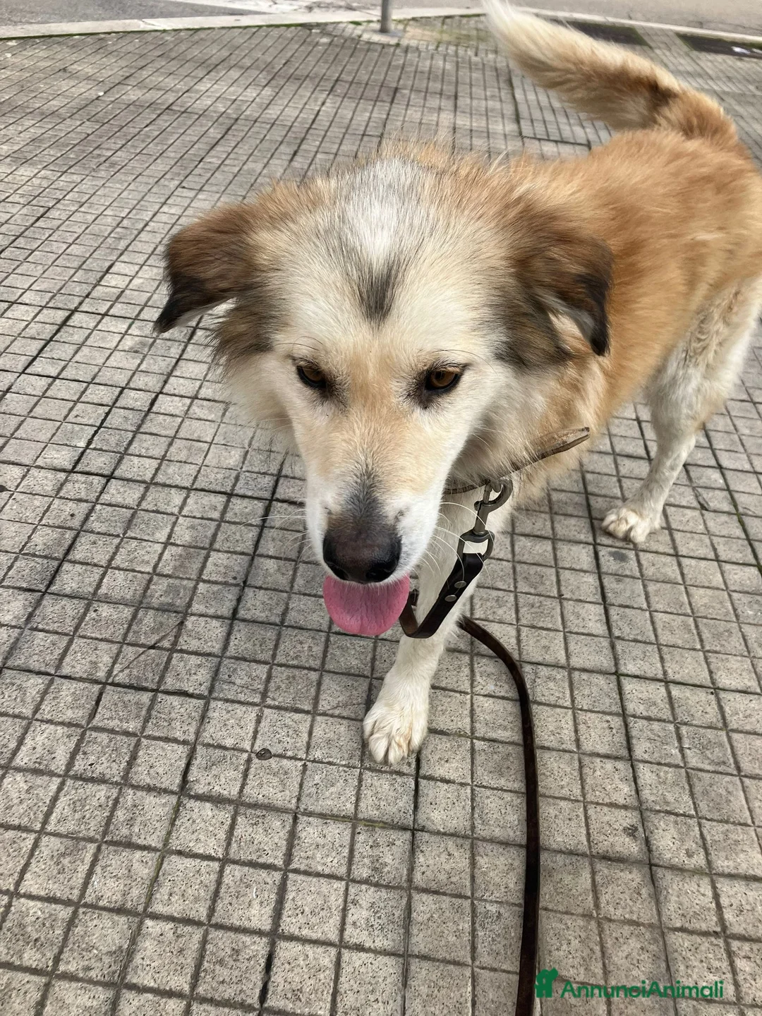 Meticcio cani in regalo: Cagnolino di taglia media  - Annuncio 2