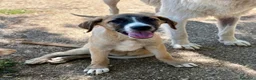 Meticcio cani in regalo: Beatrice dolcissima cucciola in canile  - Annuncio 1