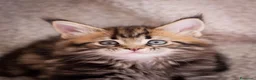 Maine Coon gatti in vendita: Gattina splendita dall'allevamento Mainemarie - Annuncio 4