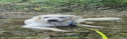 Golden Retriever cani per accoppiamento: ​Splendido Golden Retriever Maschio per Monta  a Provincia di Lecco - Annuncio 5