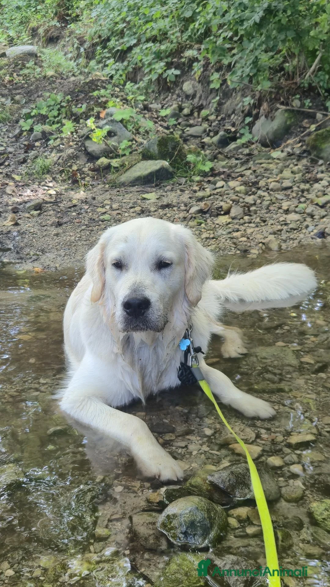 Golden Retriever cani per accoppiamento: ​Splendido Golden Retriever Maschio per Monta  a Provincia di Lecco - Annuncio 5