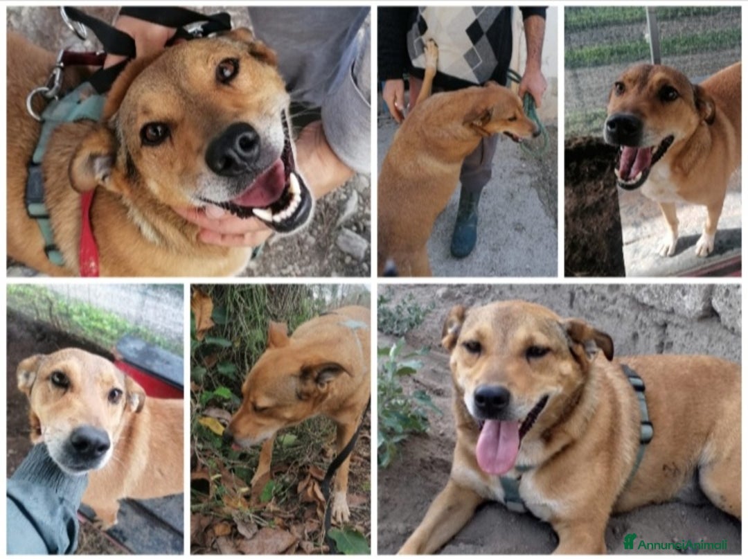 Meticcio cani in regalo: Bruno 5/6anni lo volevano morto! NAPOLI SOS CASA a Città metropolitana di Milano - Annuncio 6