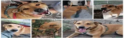 Meticcio cani in regalo: Bruno 5/6anni lo volevano morto! NAPOLI SOS CASA a Città metropolitana di Milano - Annuncio 6