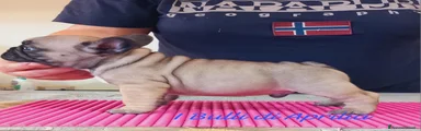 Bulldog Francese Cucciolo 1