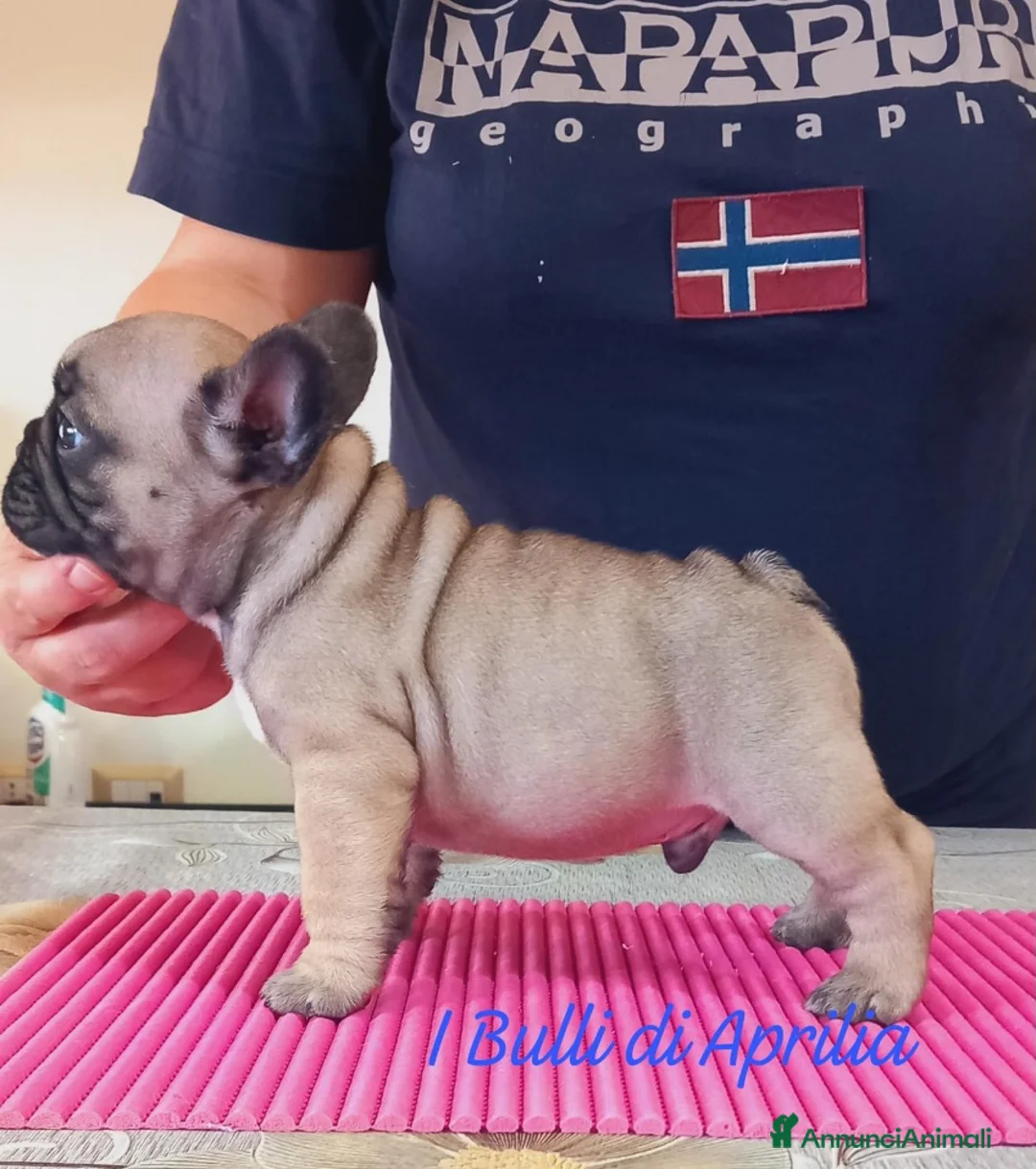 Bulldog Francese cani in vendita: BOULEDOGUE FRANCESE  - Annuncio 4