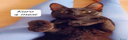 Europeo gatti in regalo: Tanti gattini desiderosi di trovare casa  a Provincia di Bergamo - Annuncio 2