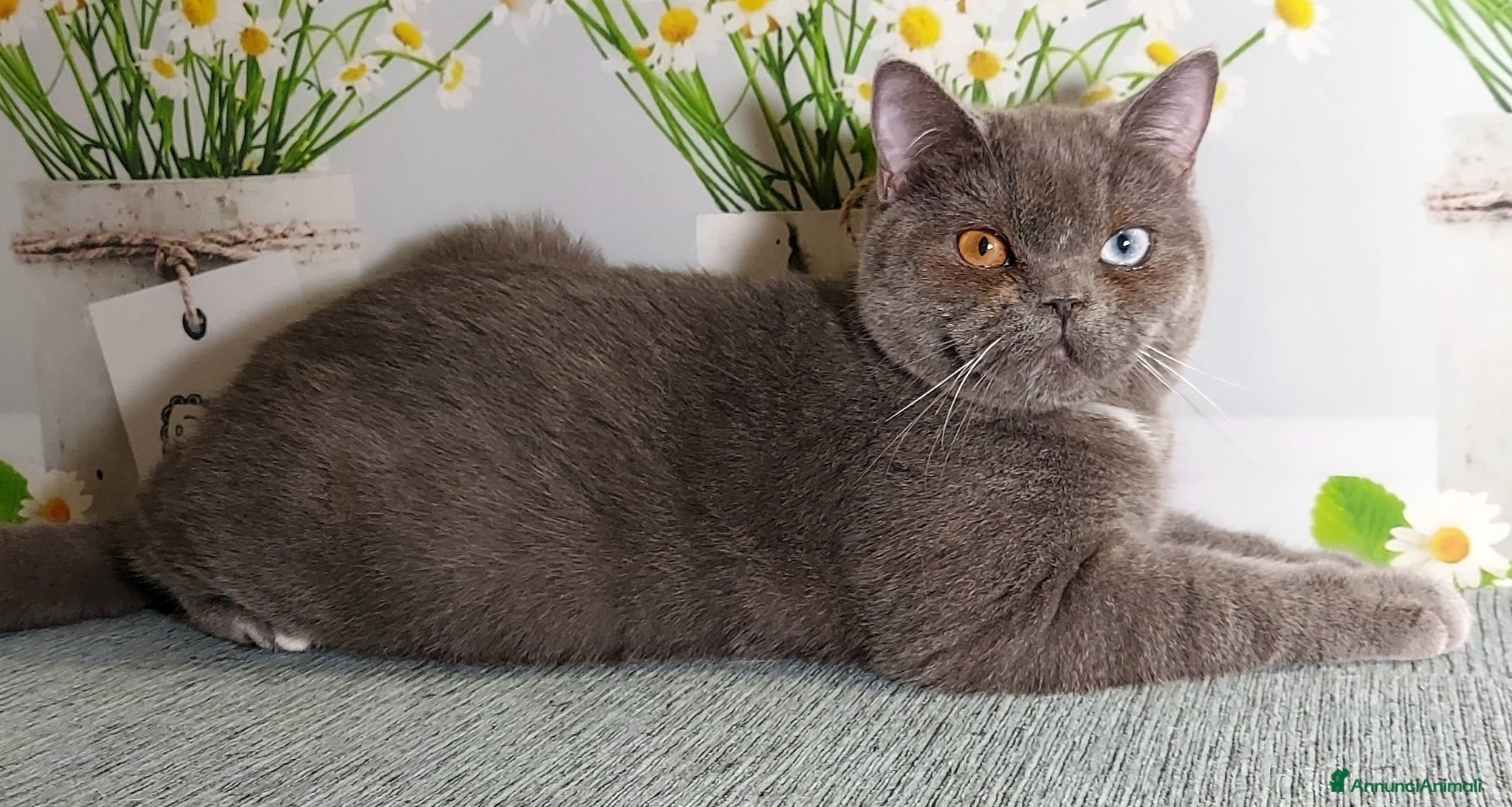 Scottish gatti Scottish Straight impari  - Annuncio 1