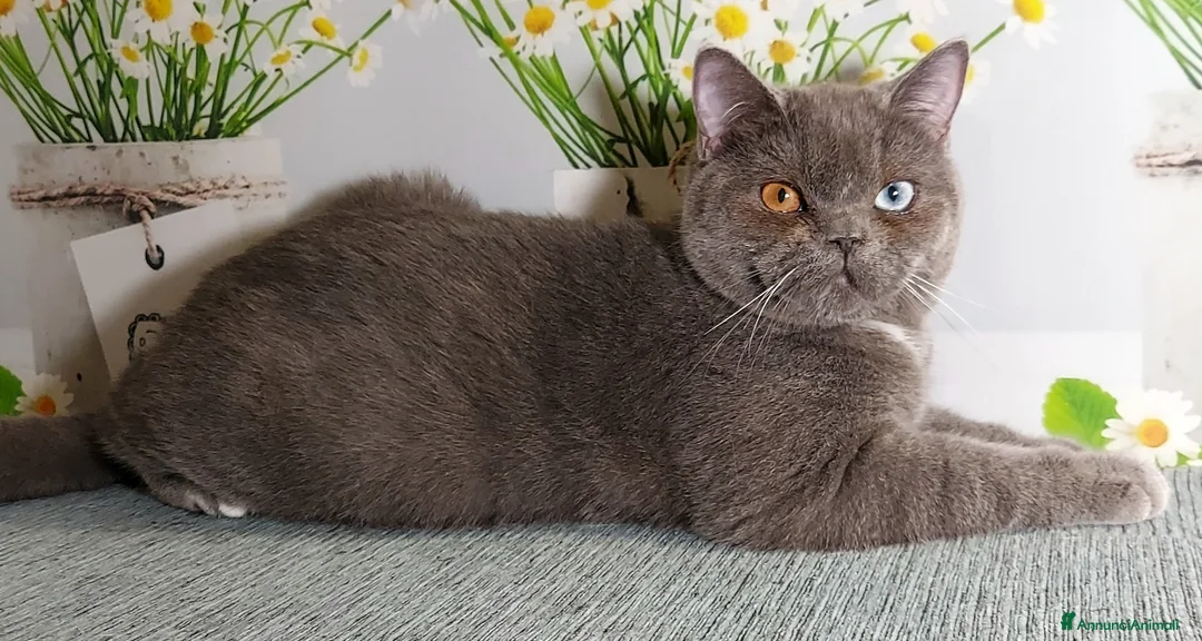 Scottish gatti in vendita: Scottish Straight impari  - Annuncio 1