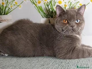 Scottish gatti Scottish Straight impari - Annuncio 3