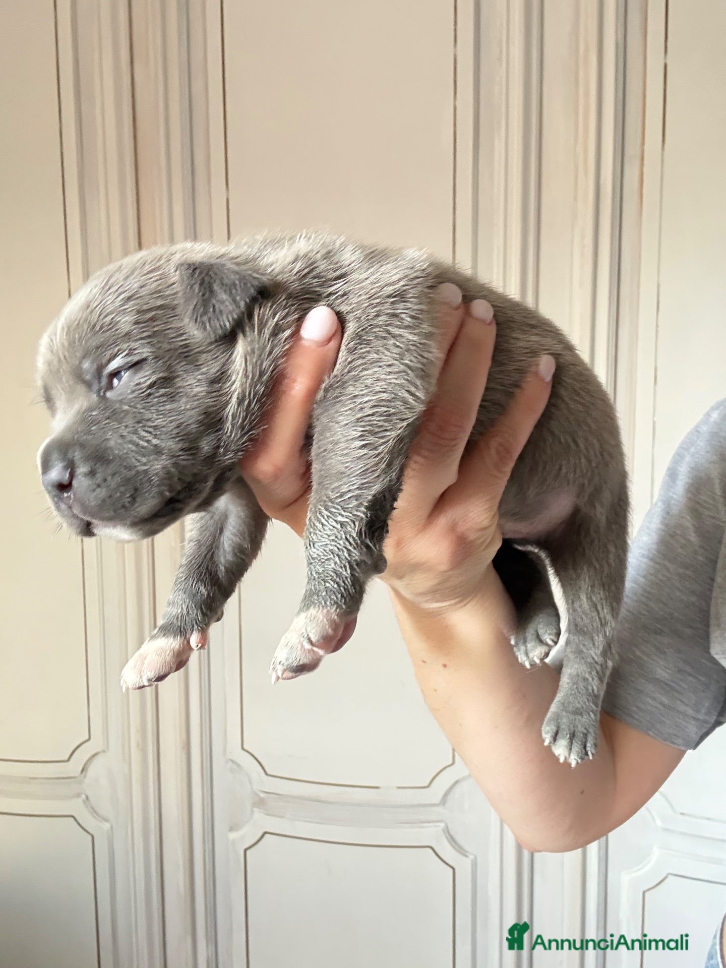 Staffordshire cani Cuccioli di Staffordshire bull terrier - Annuncio 23