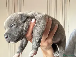Staffordshire cani Cuccioli di Staffordshire bull terrier - Annuncio 23