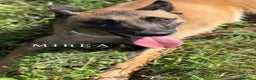 Pastore Belga cani in regalo: Splendidi PASTORI BELGA MALINOIS cercano famiglie! - Annuncio 17