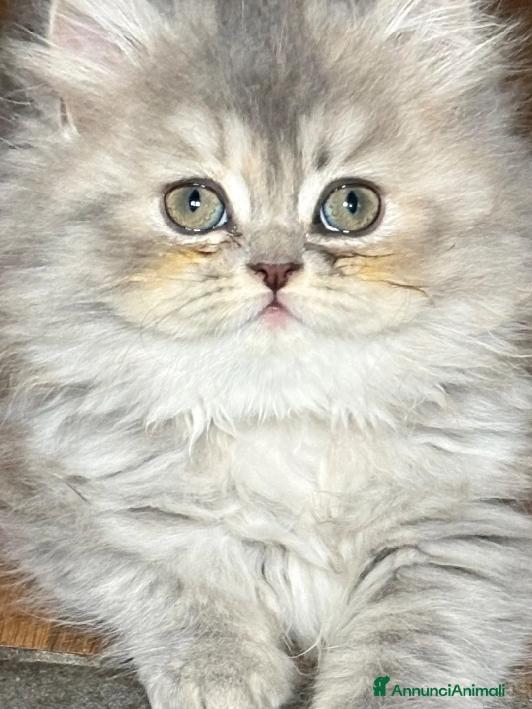Persiano gatti in vendita: Dolcissima femminuccia di persiano - Annuncio 5