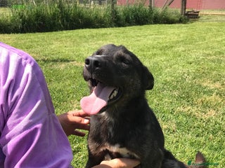 Meticcio cani Matilde la meticcetta mora in adozione a Provincia di Latina - Annuncio 41