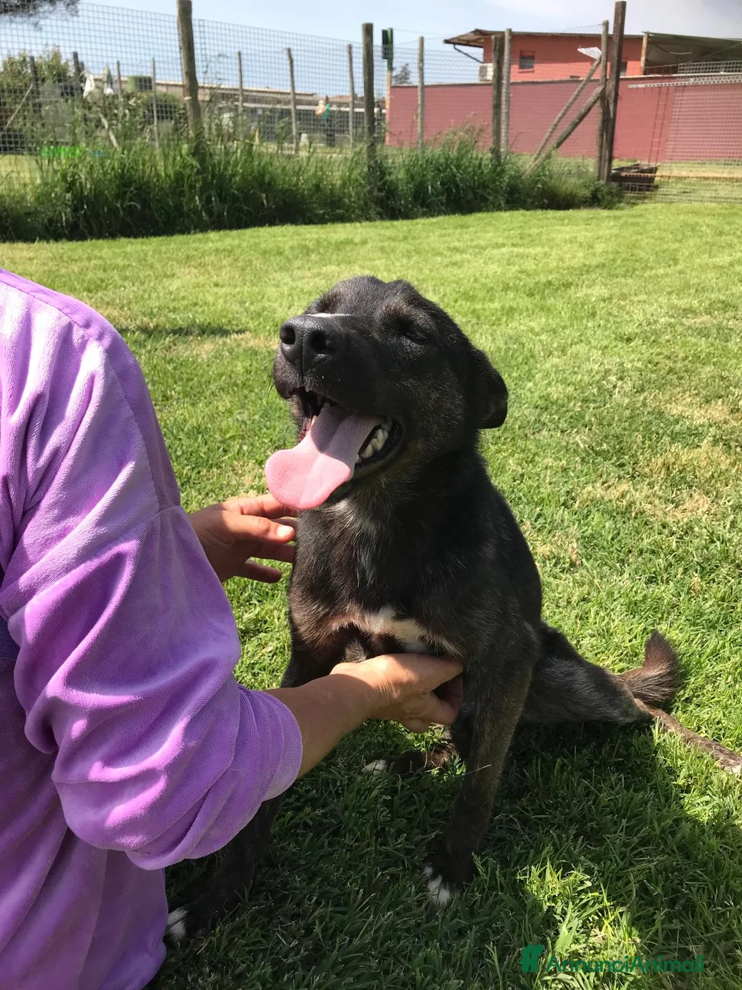 Meticcio cani in regalo: Matilde la meticcetta mora in adozione a Provincia di Latina - Annuncio 1