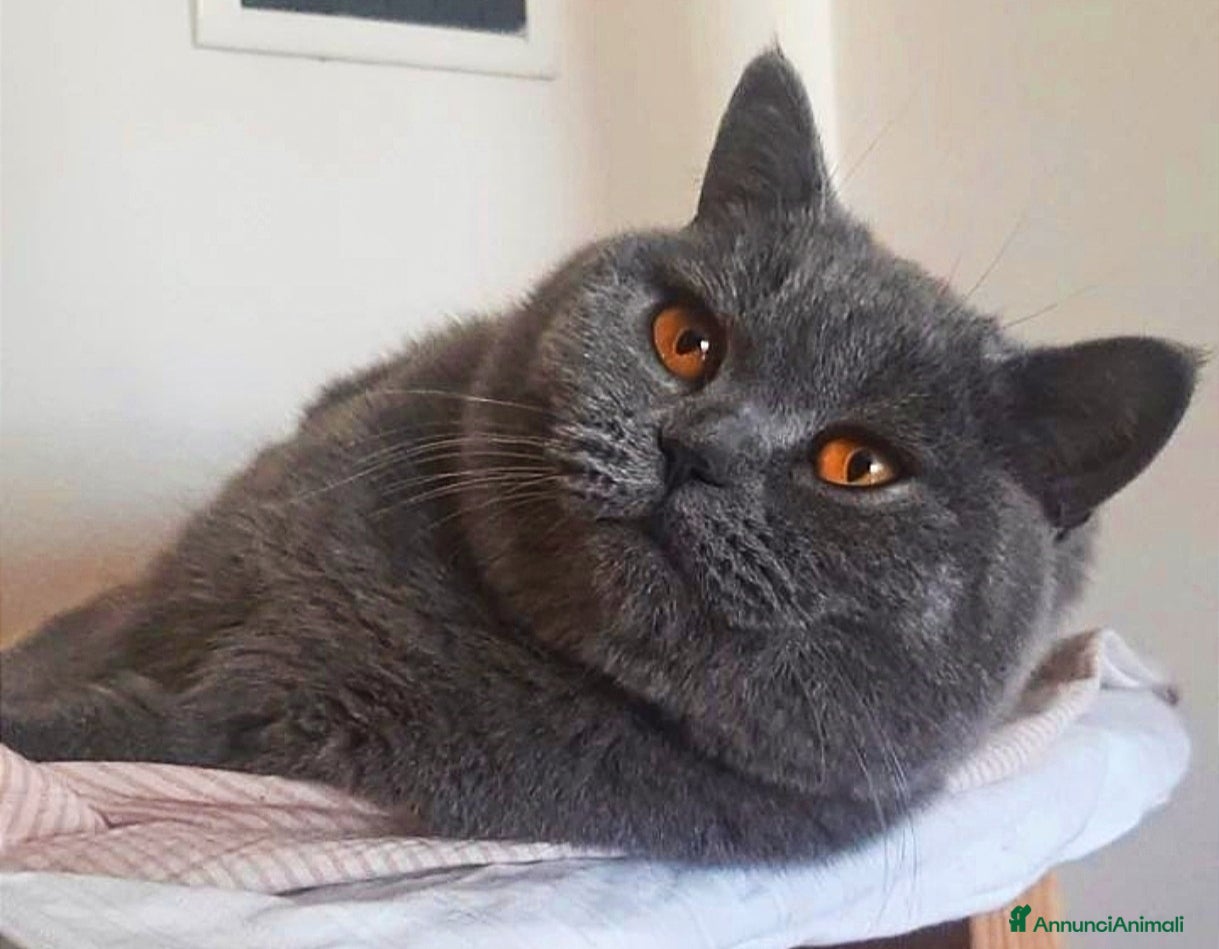 Scottish gatti Gatta scottish stright  - Annuncio 1