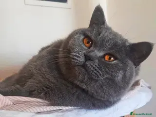 Scottish gatti Gatta scottish stright - Annuncio 4